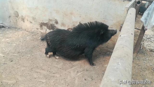 母猪用阉割吗？怎样养好母猪,第7张