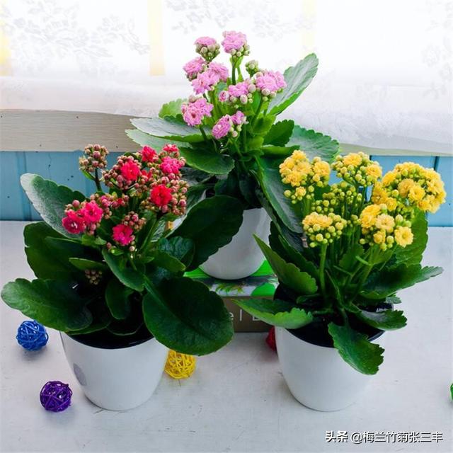 老人过生日送什么花合适（老人生日要送什么花）