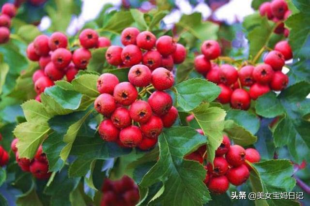女人秋天适合喝什么茶(图6)