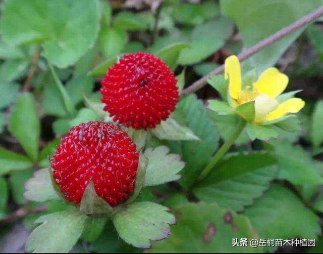 广西恭城瘦肉猪价钱 - 百度-恭城县屠宰场