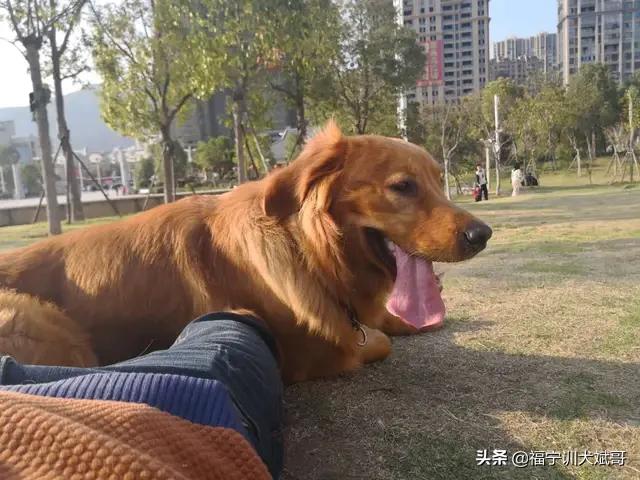 聽話的寵物狗?聽話的寵物狗排名!