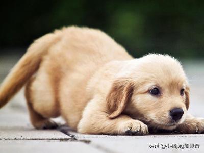 新生儿发烧是什么症状（新生儿发烧的症状有哪些症状）