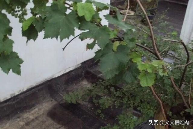 阳台葡萄种植方法,阳台葡萄种植方法与技术管理