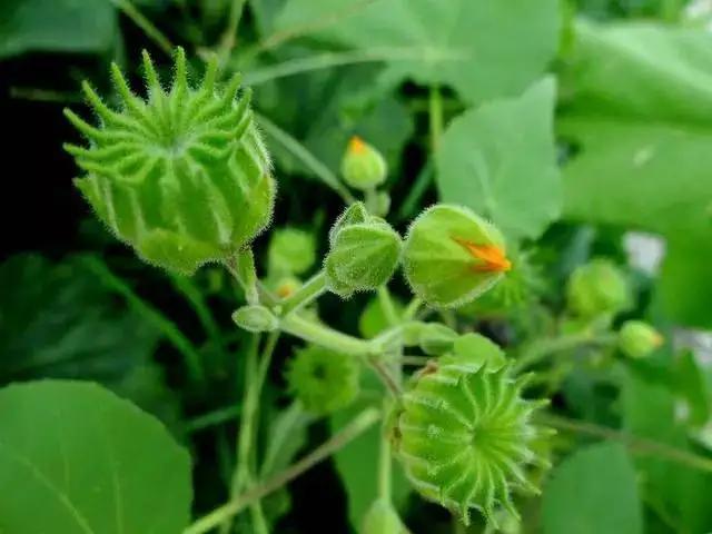 文化中国_文化中国故事里的长城