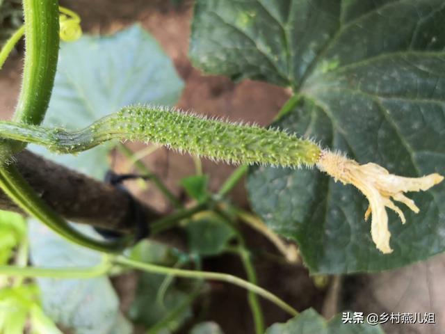 花卉幼苗心变黄? 花苗发黄怎么办!