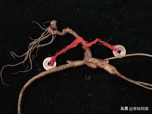 人参的功效与作用_人参的功效与作用适合哪些人吃