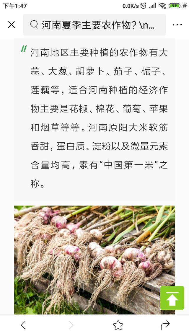 夏季河南种什么树最好