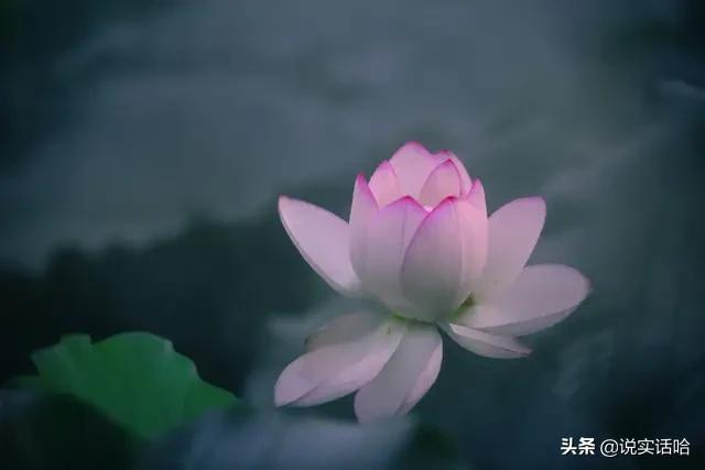 女性用什么头像安静可爱(图8)