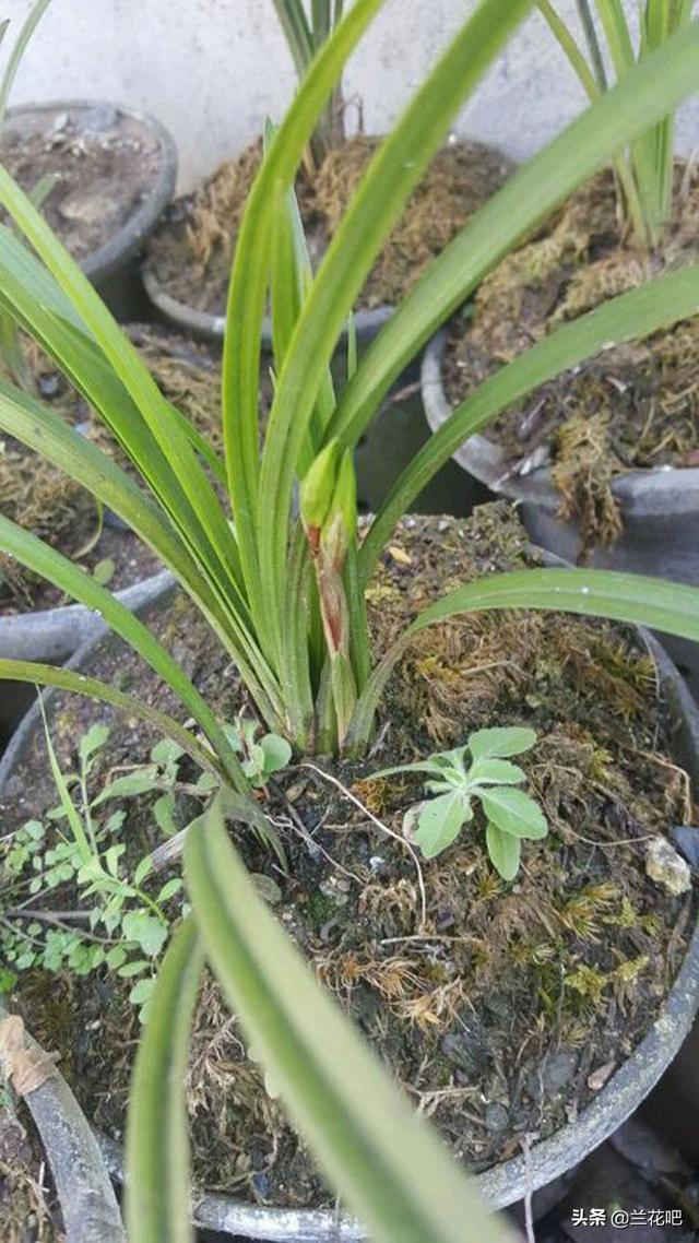 慧兰花香香水,慧兰花香香水好闻吗