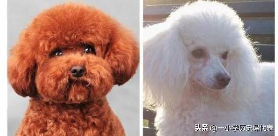 貴賓犬圖片?貴賓犬圖片大全大圖!