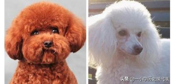 泰迪熊贵宾犬?泰迪熊贵宾犬的图片!