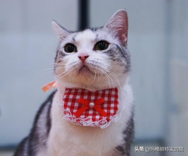 猫粮牌子太多了，求猫奴们推荐下猫粮什么牌子好又便宜