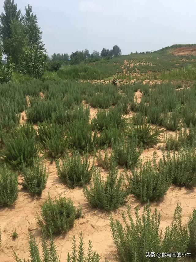 花卉种植最少投资?花卉种植最少投资多少钱!