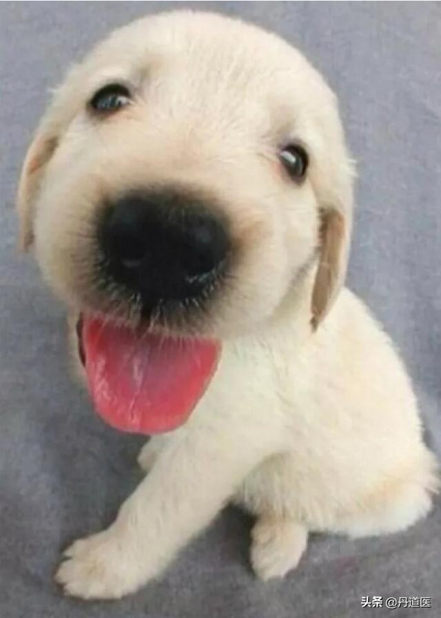 给狗狗经常洗澡好么？会不会引起它掉毛