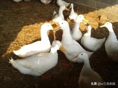 肉鸭行情? 肉鸭行情天天报价!