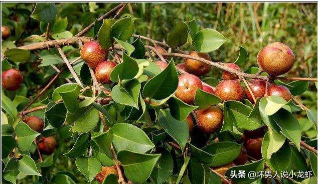 45度坡地怎么种树？：景观设计坡地注意事项
