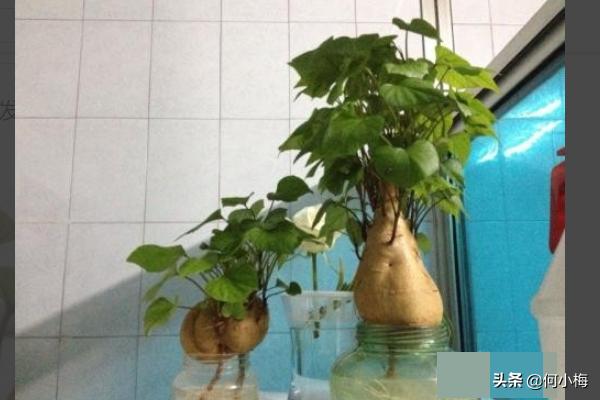 红薯阳台种植方法,红薯阳台种植方法视频