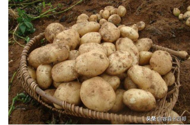 土豆 发芽 土豆-第1张图片-Game优搜