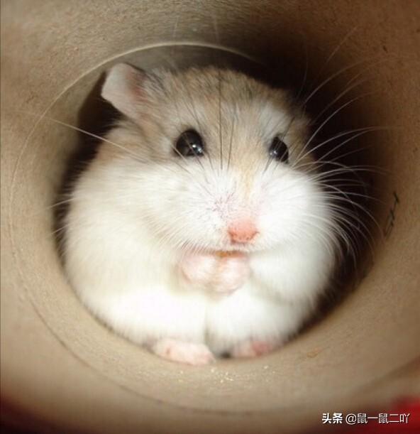 仓鼠有什么好处和功效