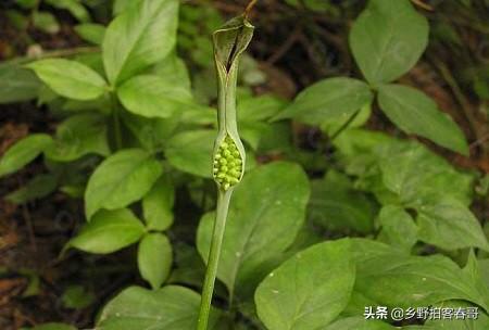 种植芋头时怎样用草木灰打底，种植芋头时怎样用草木灰打底呢