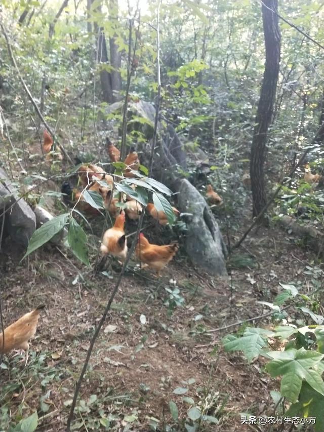 果园如何挖地种植的草坪,果园如何挖地种植的草坪图片