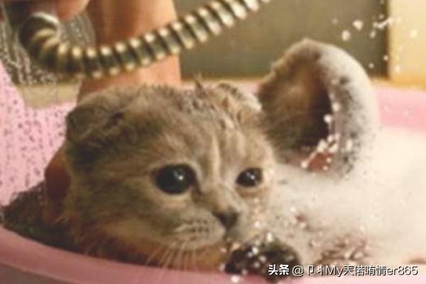 猫咪洗澡可以用人类的洗发水、沐浴乳吗,第9张