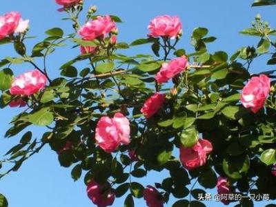 忍冬艳蔷薇电视剧全集在线观看