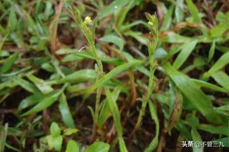 荒草地种植什么-荒草地种植什么不用打理