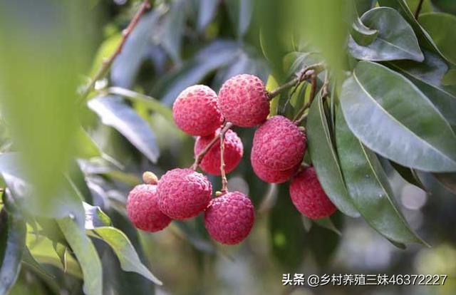 适合广东花园种植的水果,适合广东花园种植的水果有哪些