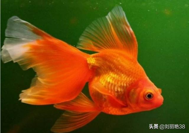 養什么寵物最干凈?家里適合養什么寵物最干凈!