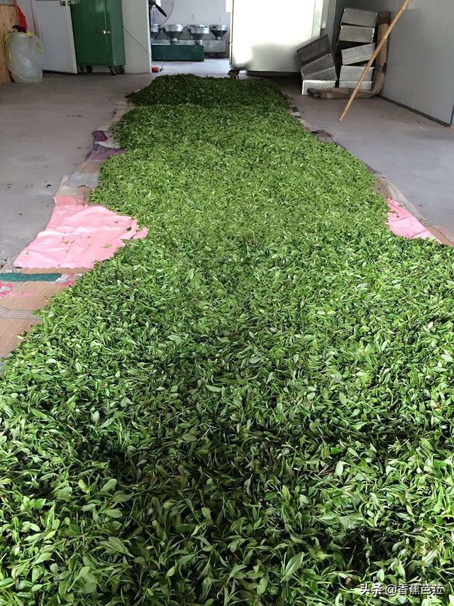 如何炒茶叶-如何炒茶叶视频