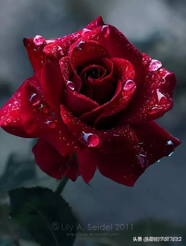 女人的微信名什么最好(图13)