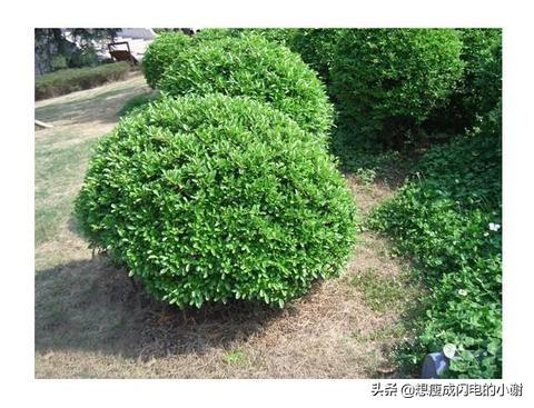 绿化植物种植-绿化植物种植面积怎么算