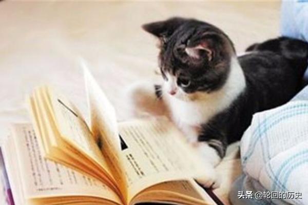家里养的猫老是想出去怎么办,第6张