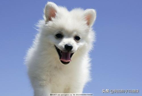 有只狗在我家门口不走怎么办,第2张