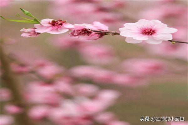 所有花的花语大全列表