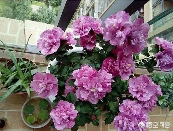 花卉绿植是什么 浇水的-花卉绿植是什么 浇水的方法