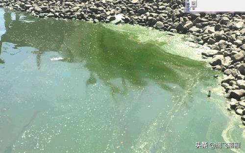 湖水发绿怎么改善水质(图4)