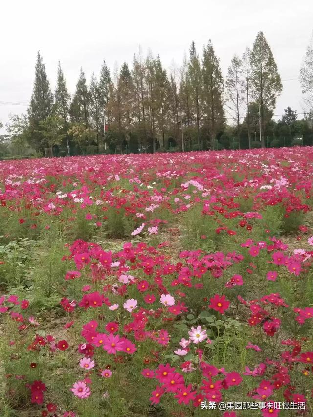 云南昆明市西山区摘枇杷民宿大全,昆明附近摘枇杷