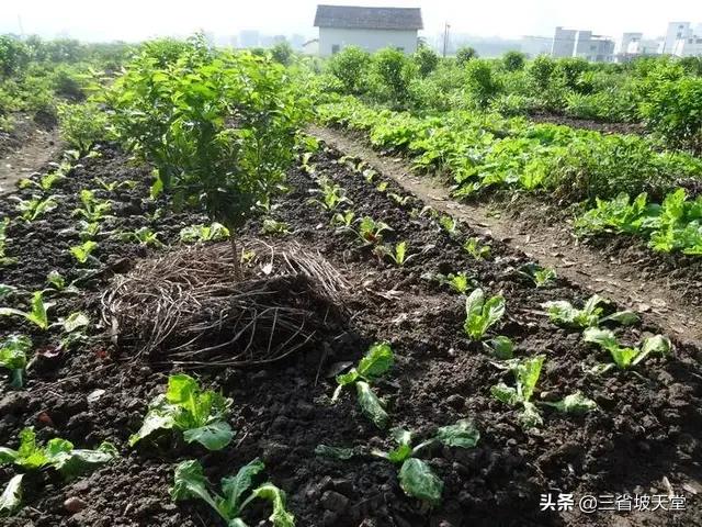 蚕豆在果园种植的好处,蚕豆在果园种植的好处是什么