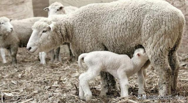 女性怀孕后多久长乳房(图2)