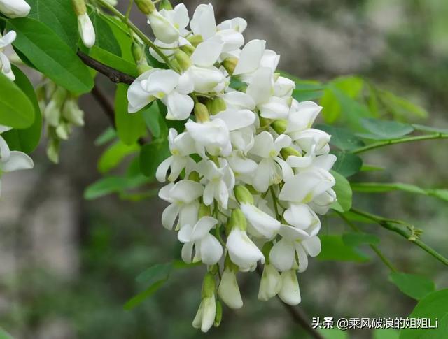 国槐花图片（国槐花图片大全高清图片 真实）