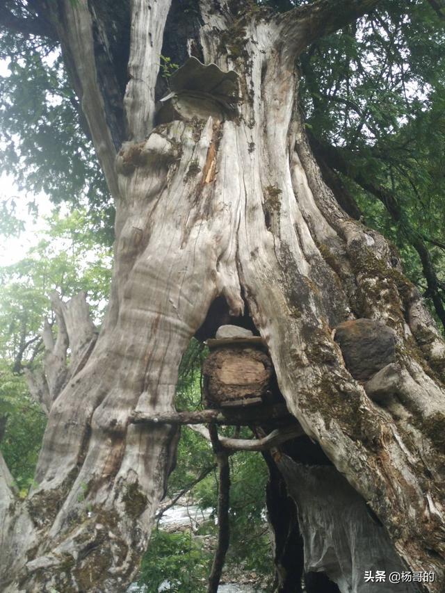 野生茶树9层楼高