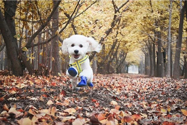 狗最怕什么气味