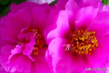 太阳花春季插扦怎么养护和管理(图4)