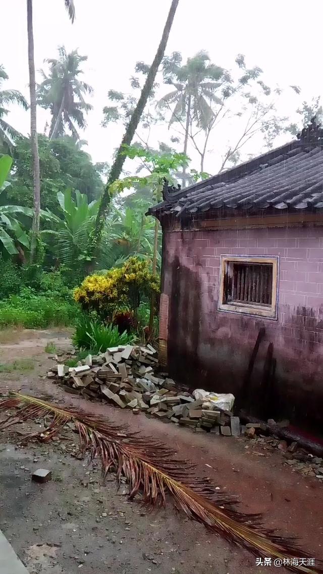 海南的特产排五