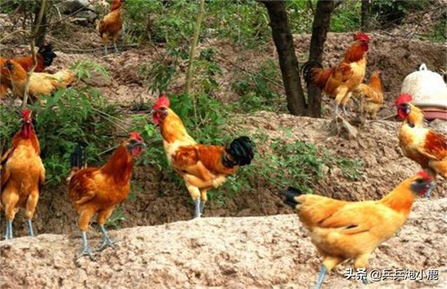 30种菜的做法大全视频(图7)
