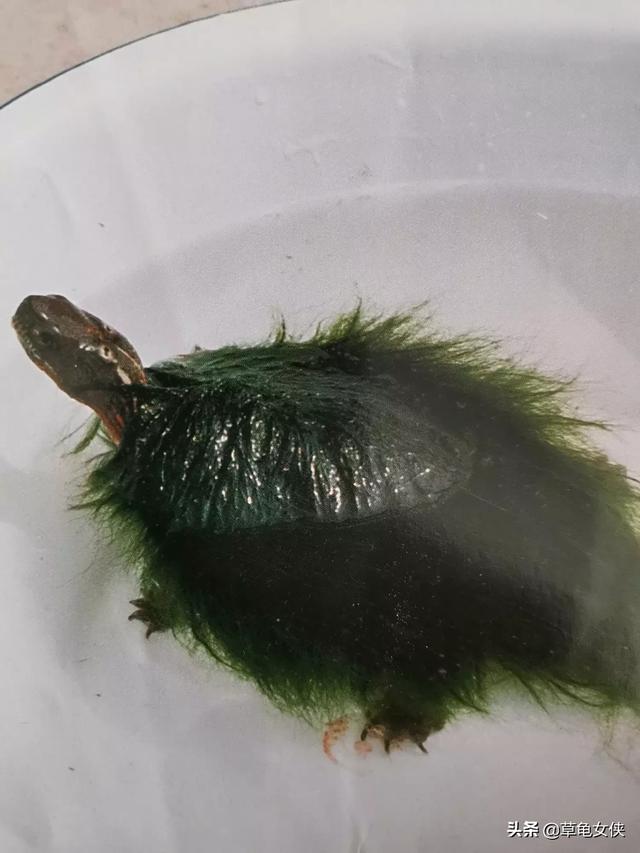 我想把草龟养成绿毛龟，可以吗？怎么养,第1张