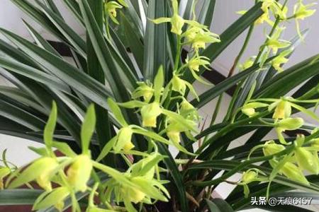 阳台无阳光种植蔬菜,阳台无阳光种植蔬菜可以吗