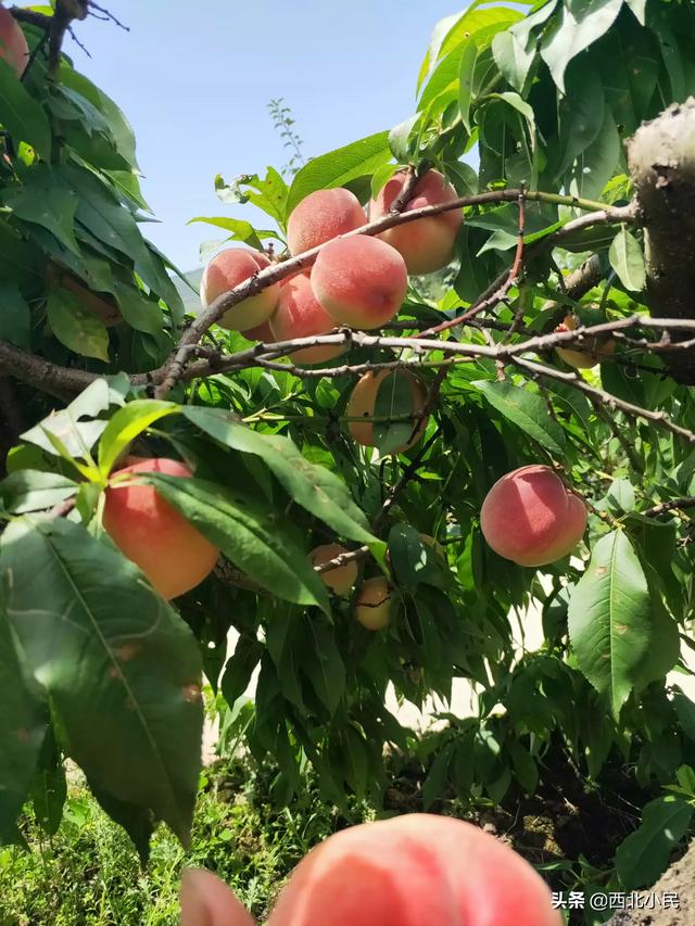 种植什么果园最好挣钱呢,种植什么果园最好挣钱呢视频